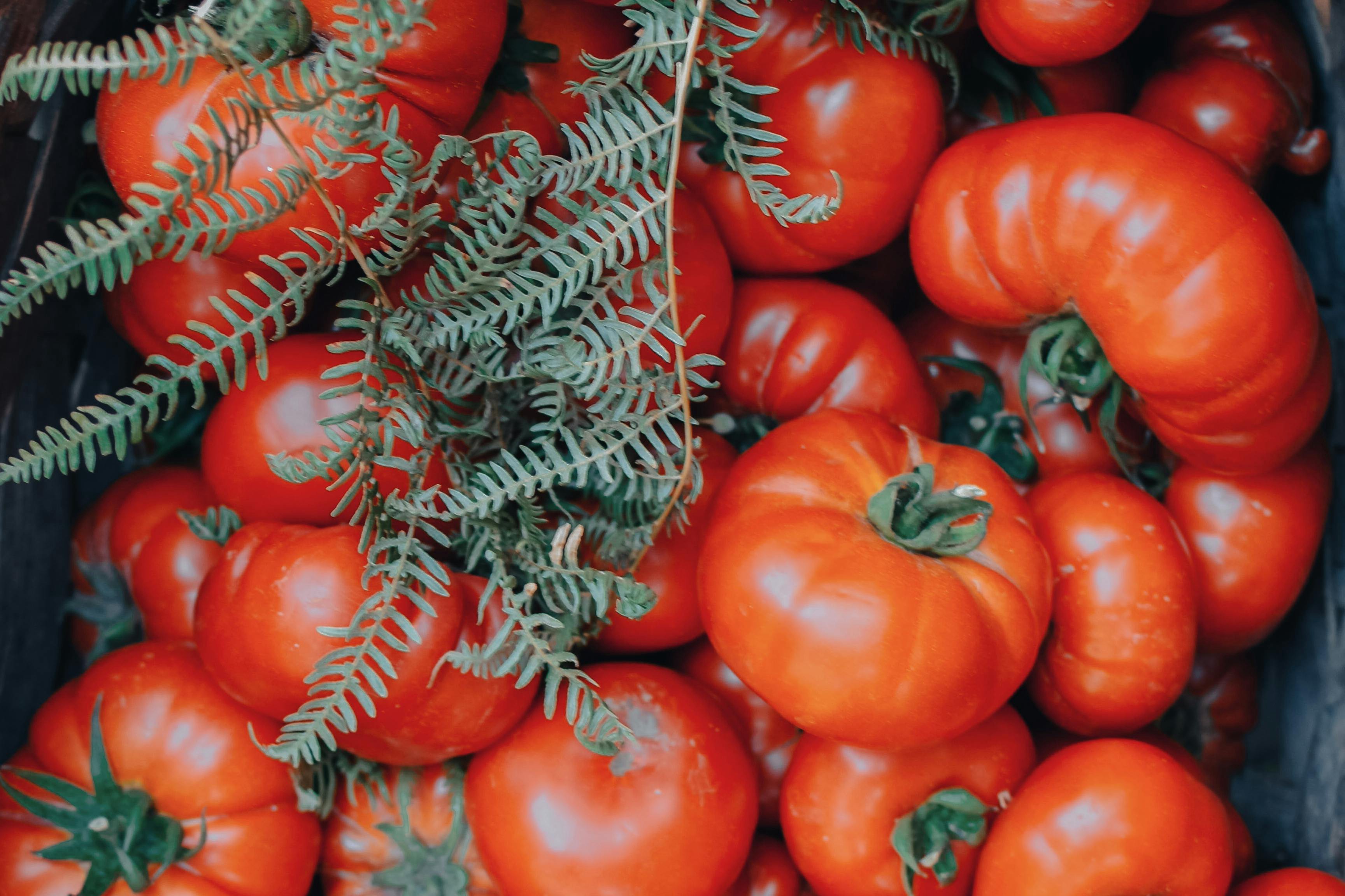 ripe tomatoes